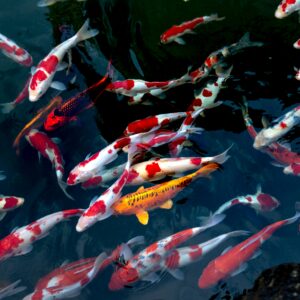 Zoo Conservation Program