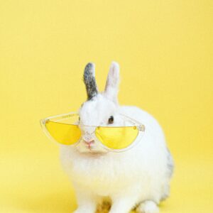 Pet Grooming Appointment System